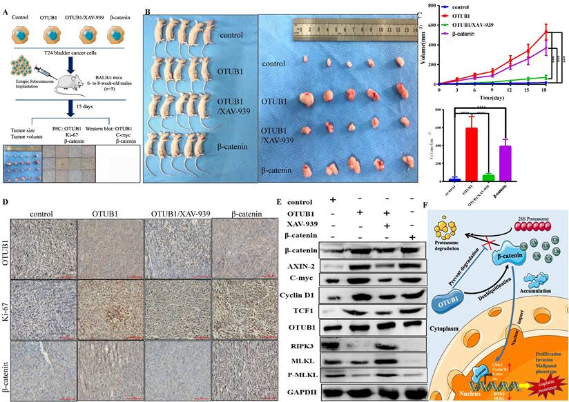 Int J Biol Sci Image