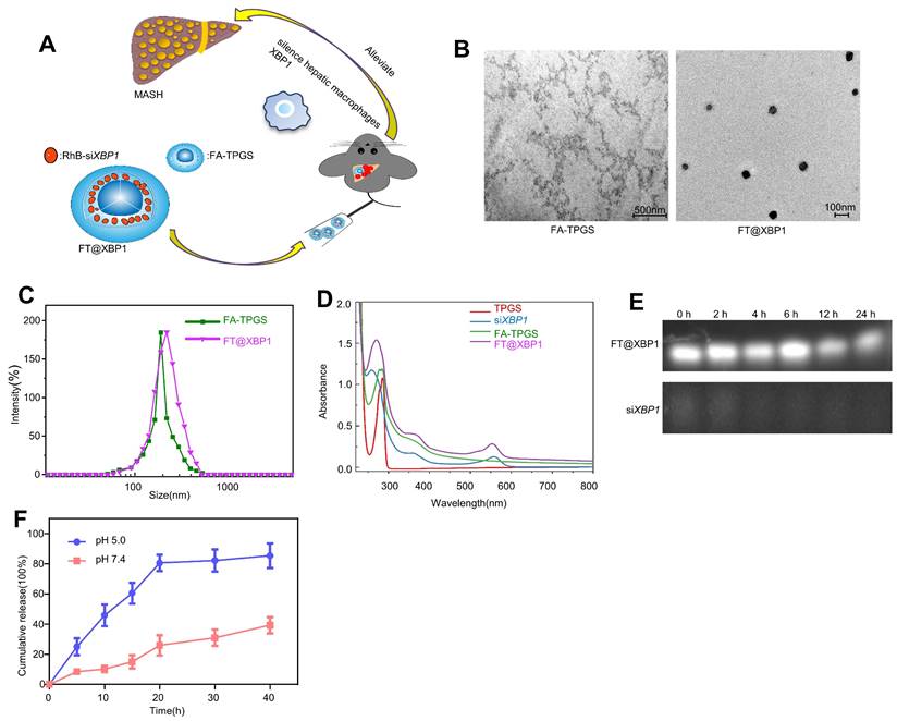 Int J Biol Sci Image