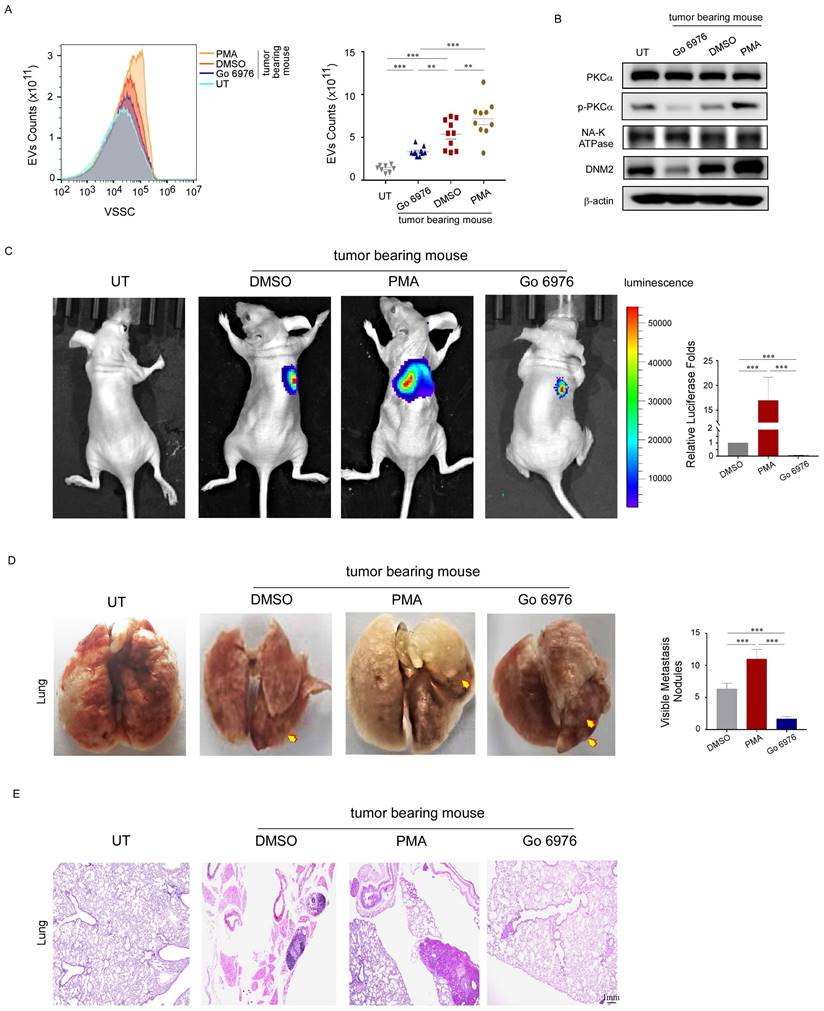 Int J Biol Sci Image