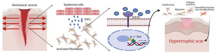 Int J Biol Sci Image