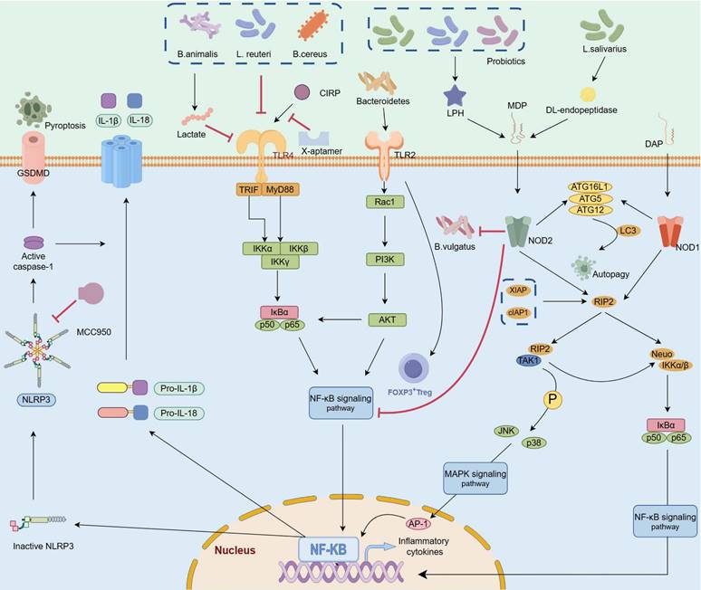 Int J Biol Sci Image