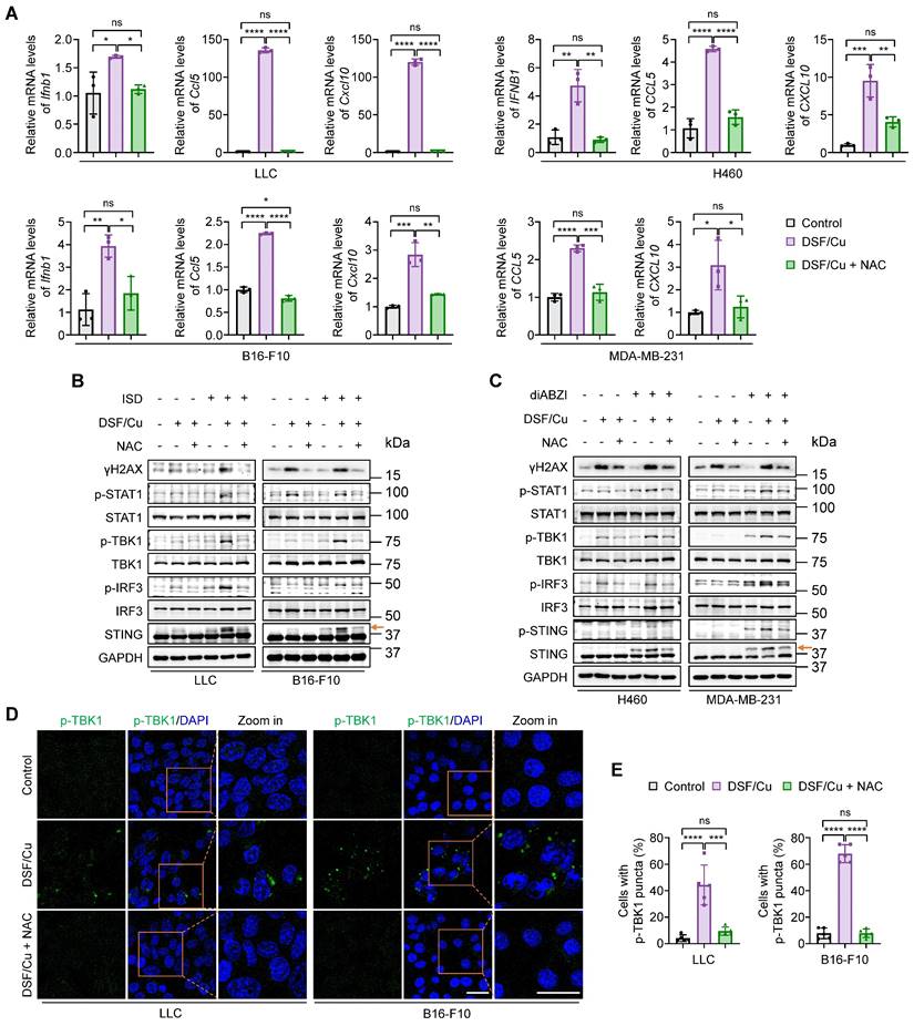 Int J Biol Sci Image