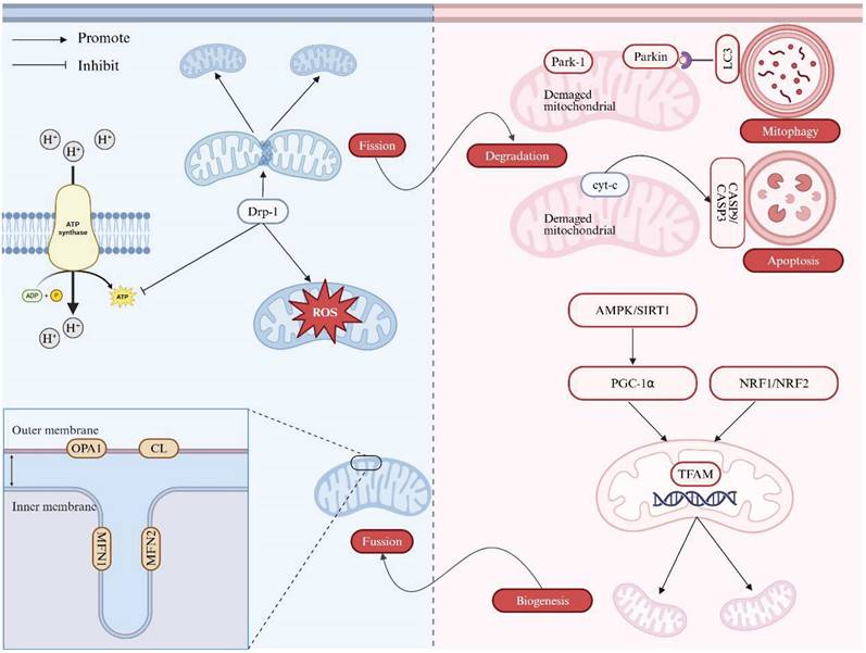 Int J Biol Sci Image