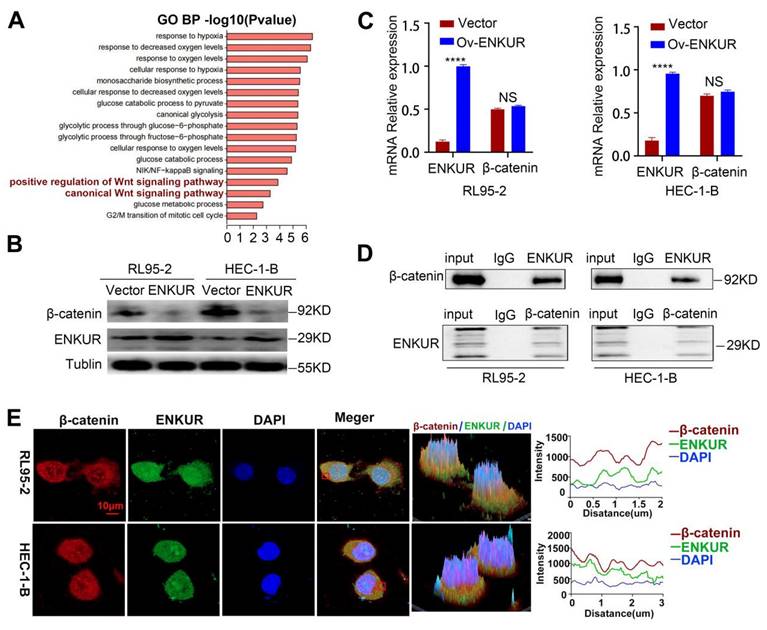 Int J Biol Sci Image