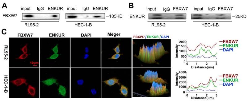 Int J Biol Sci Image