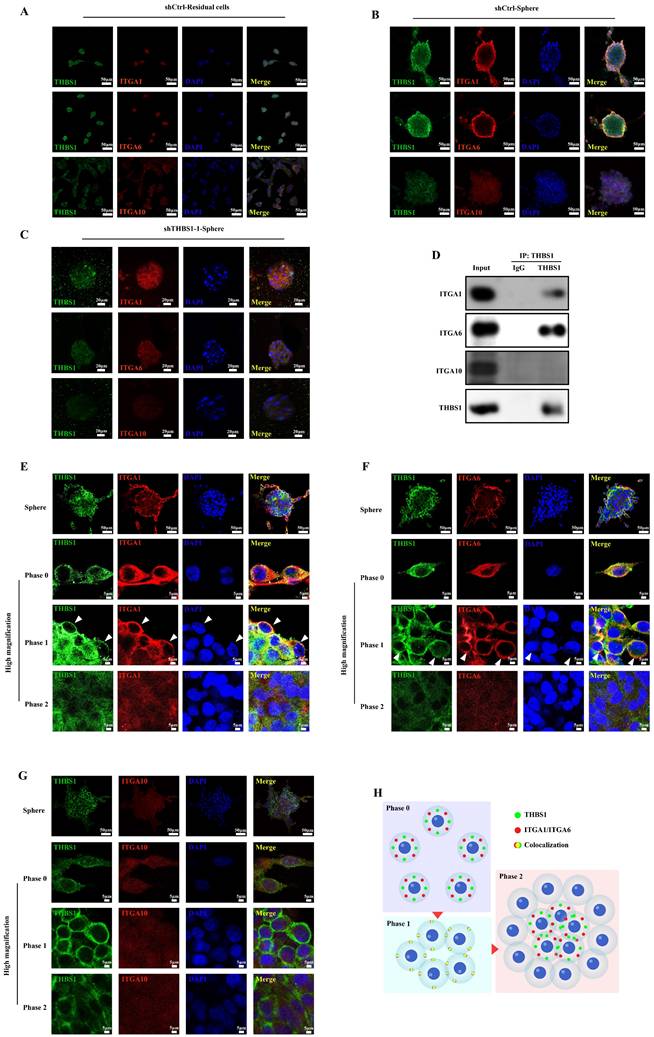 Int J Biol Sci Image