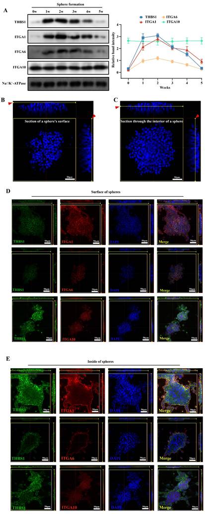 Int J Biol Sci Image