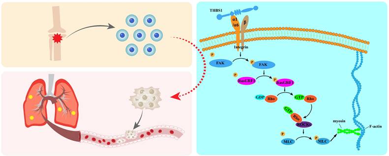 Int J Biol Sci Image