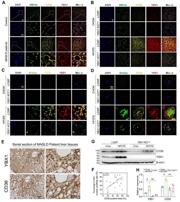Int J Biol Sci Image