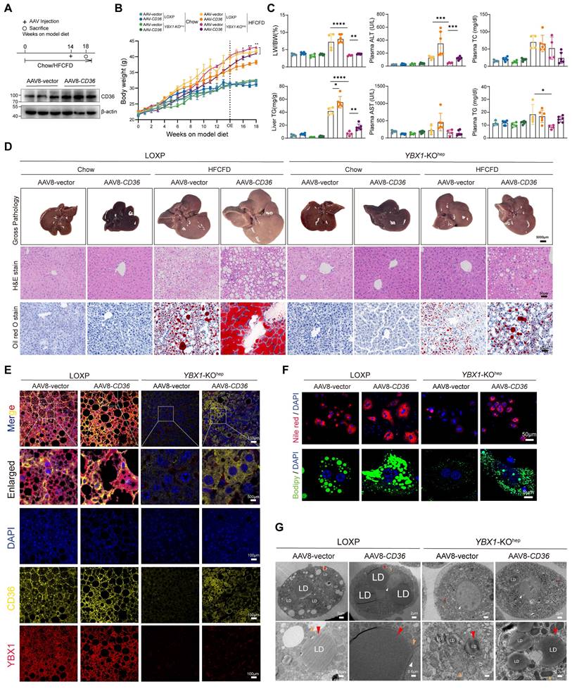 Int J Biol Sci Image