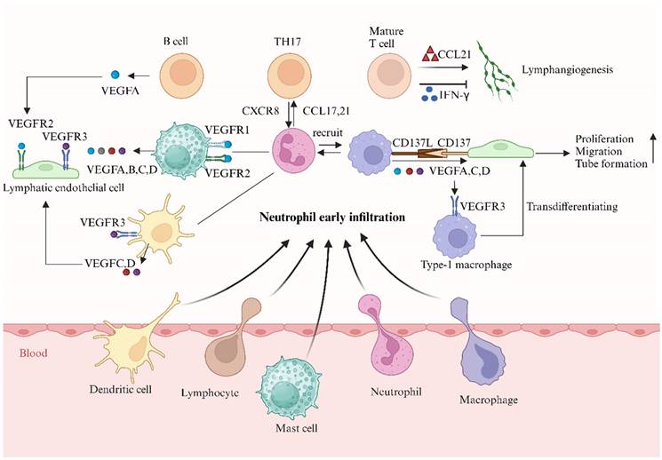 Int J Biol Sci Image