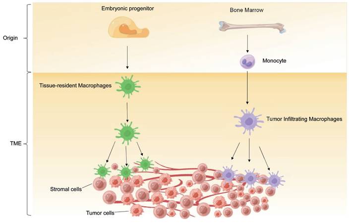 Int J Biol Sci Image