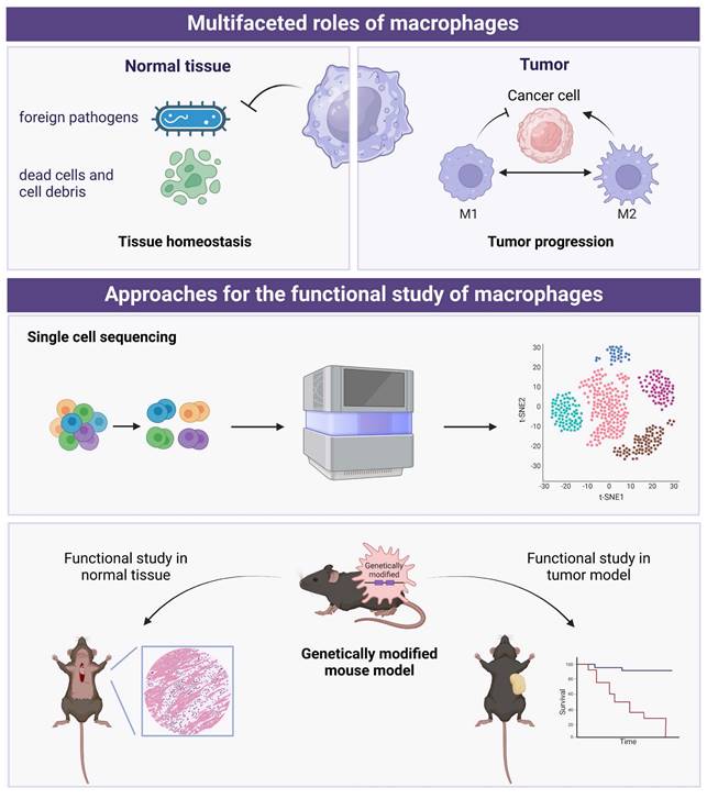 Int J Biol Sci Image
