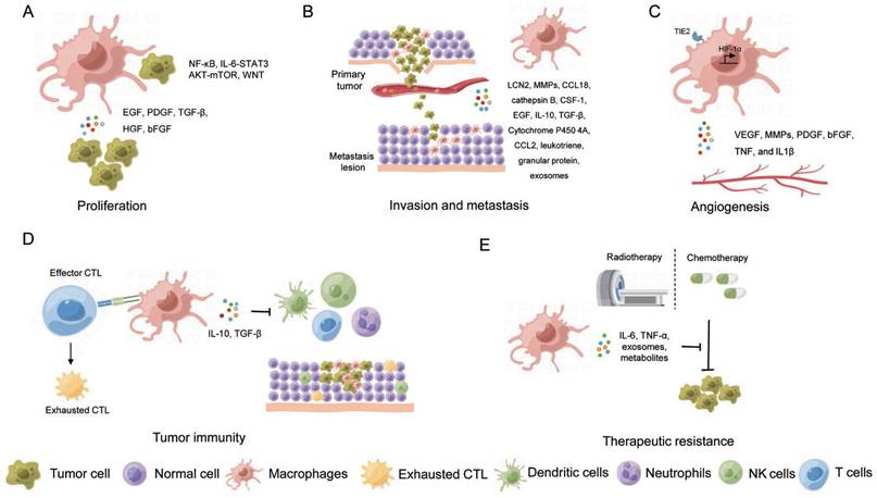 Int J Biol Sci Image
