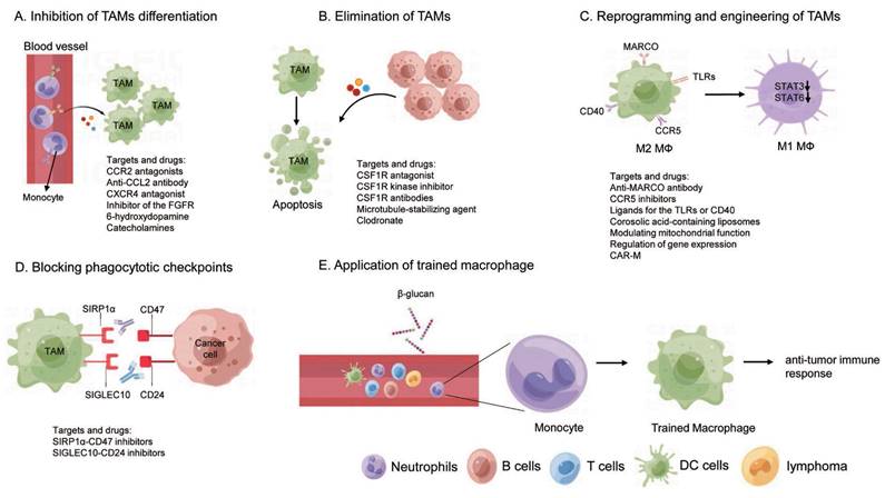 Int J Biol Sci Image