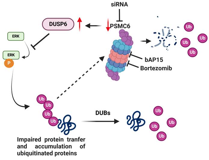Int J Biol Sci Image