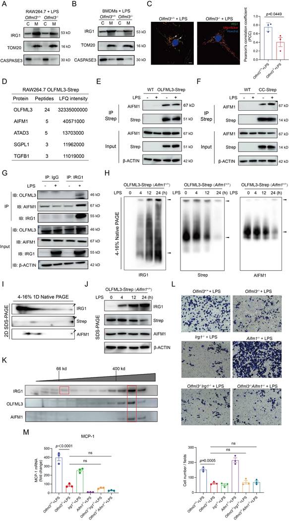 Int J Biol Sci Image
