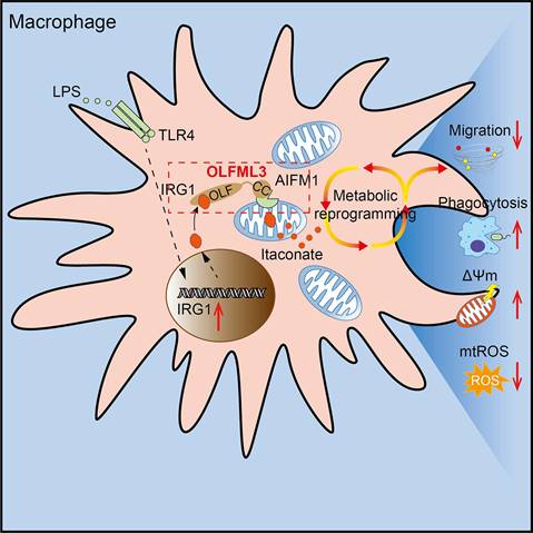 Int J Biol Sci Image