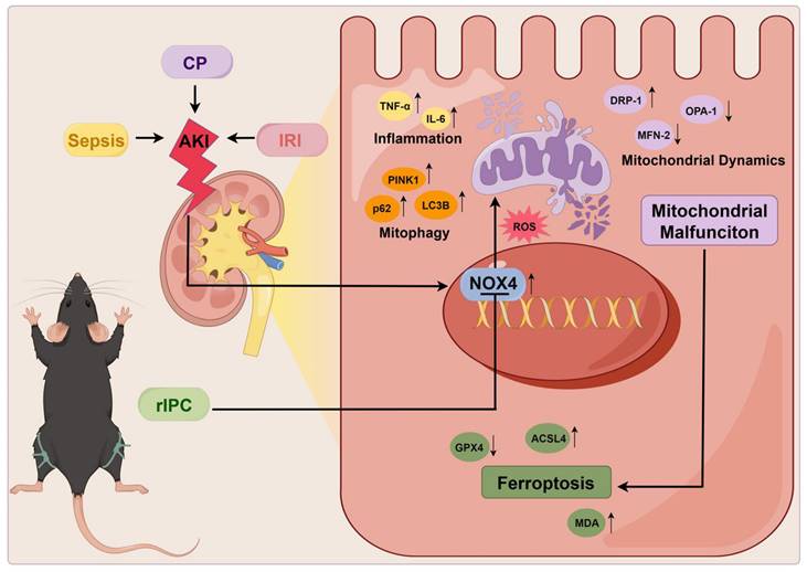 Int J Biol Sci Image