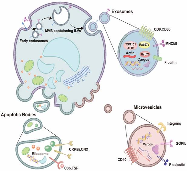 Int J Biol Sci Image