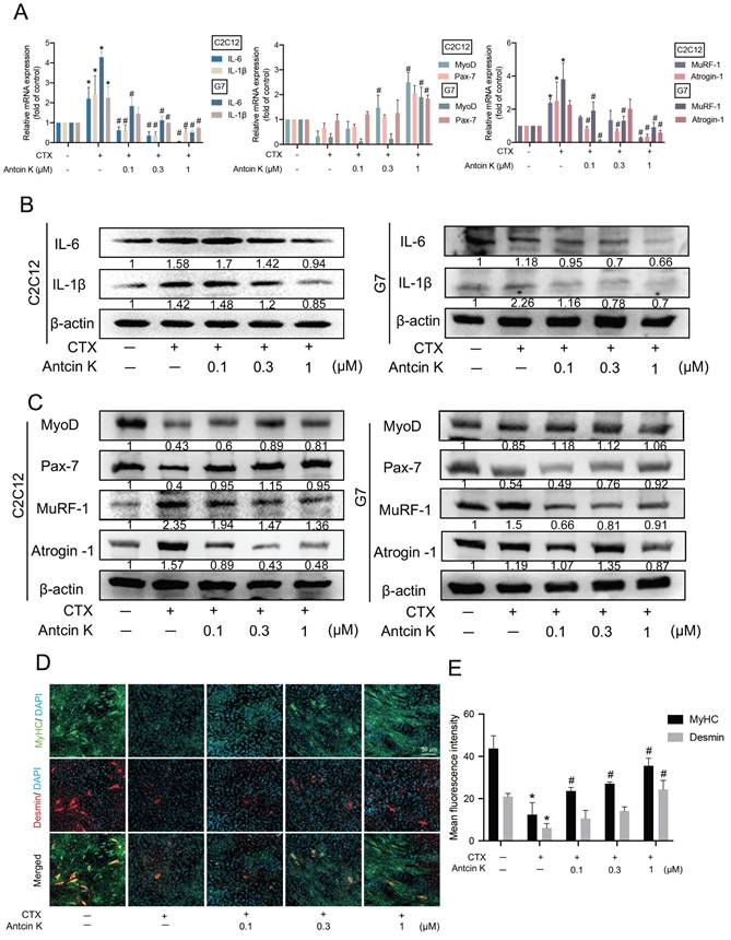 Int J Biol Sci Image