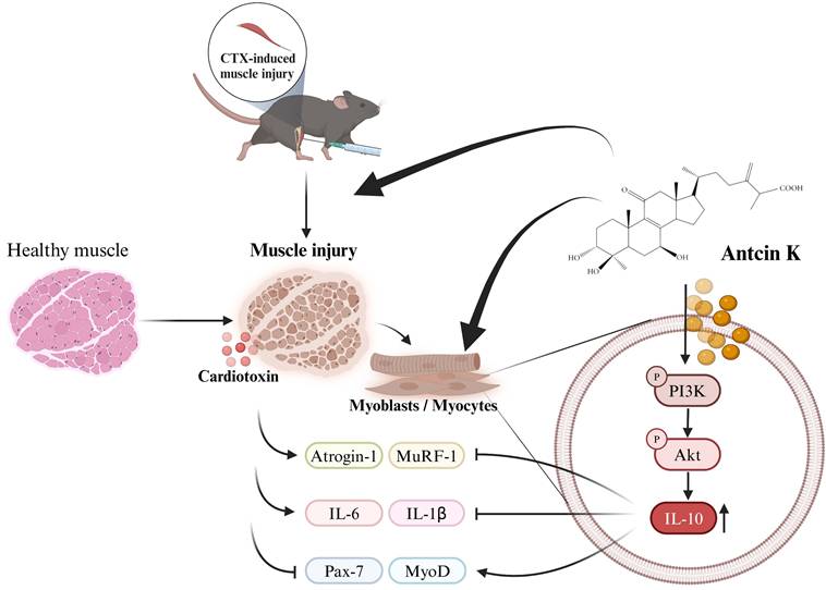 Int J Biol Sci Image