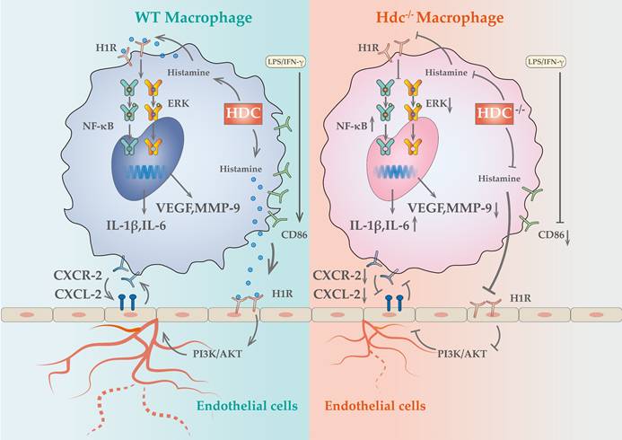 Int J Biol Sci Image