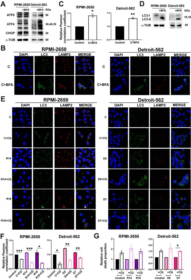 Int J Biol Sci Image