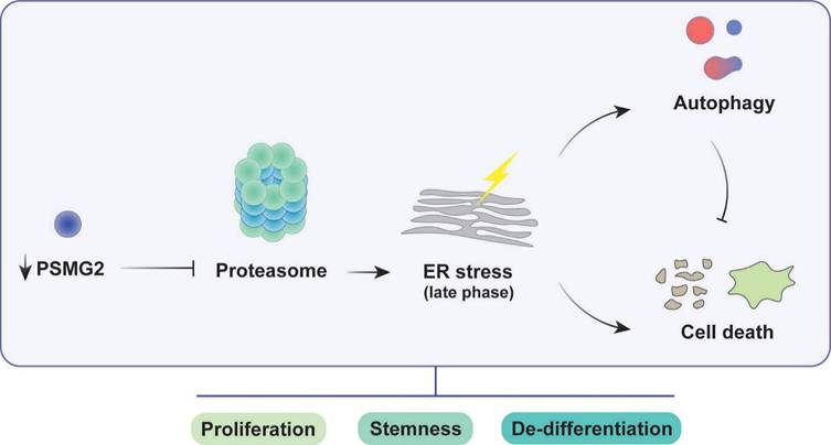 Int J Biol Sci Image