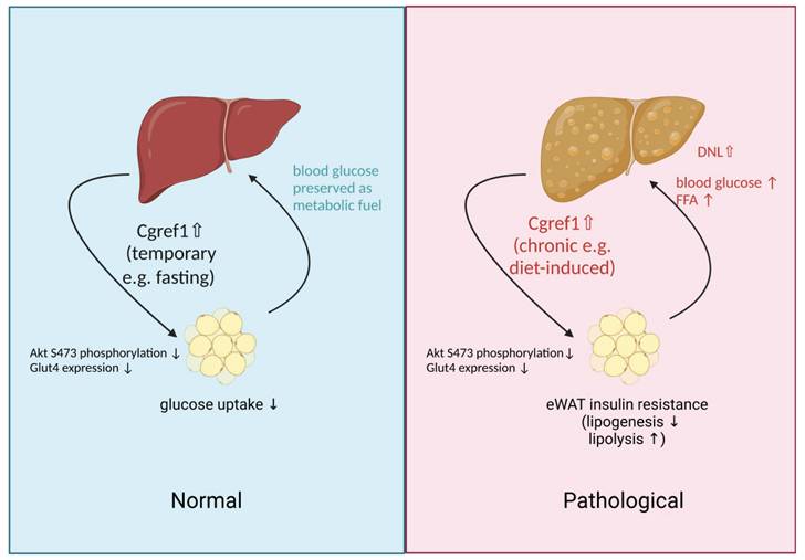 Int J Biol Sci Image
