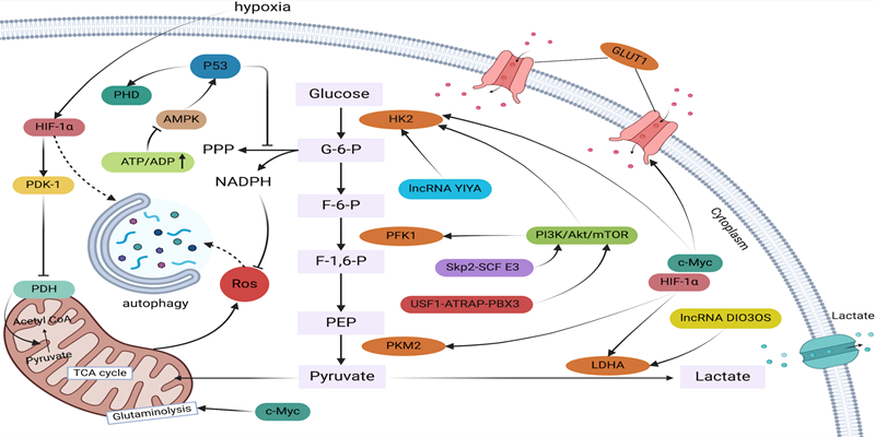 Int J Biol Sci Image