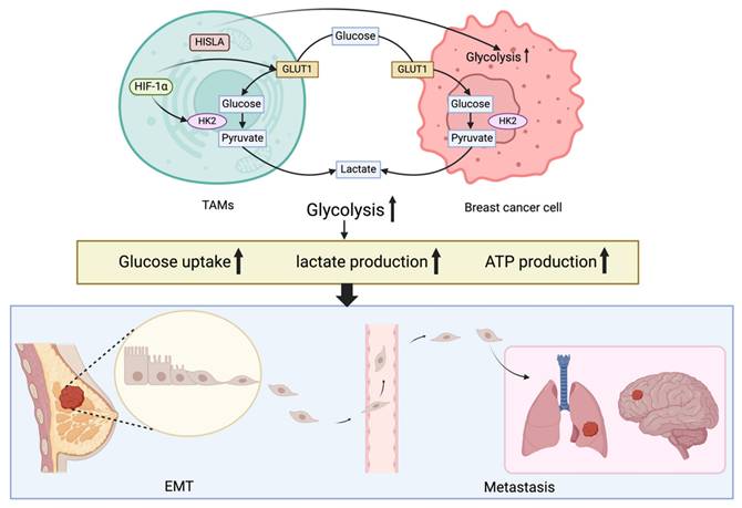 Int J Biol Sci Image
