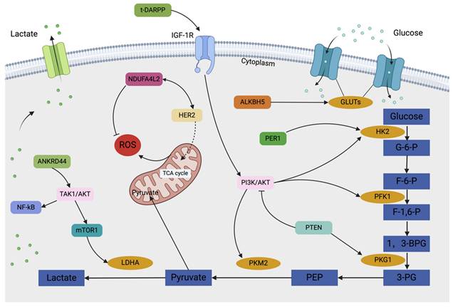 Int J Biol Sci Image