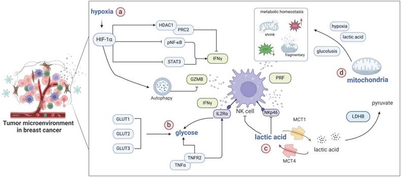 Int J Biol Sci Image