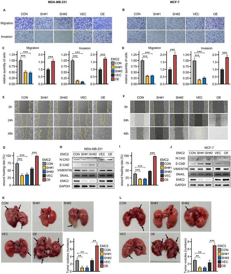 Int J Biol Sci Image