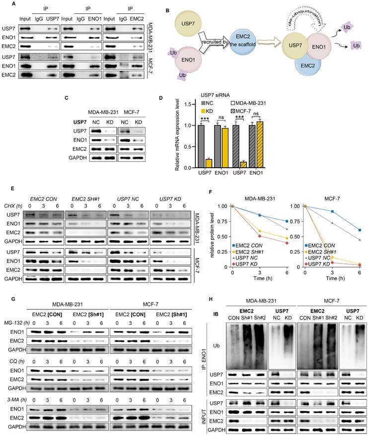 Int J Biol Sci Image