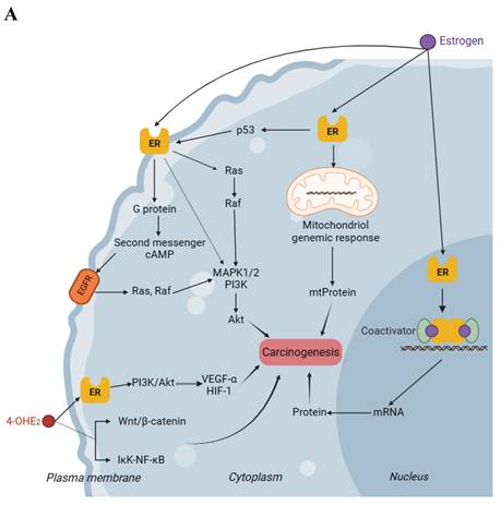 Int J Biol Sci Image
