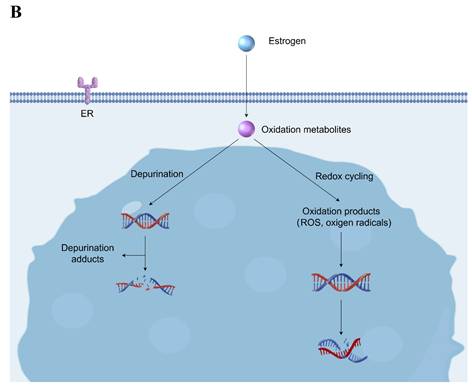 Int J Biol Sci Image