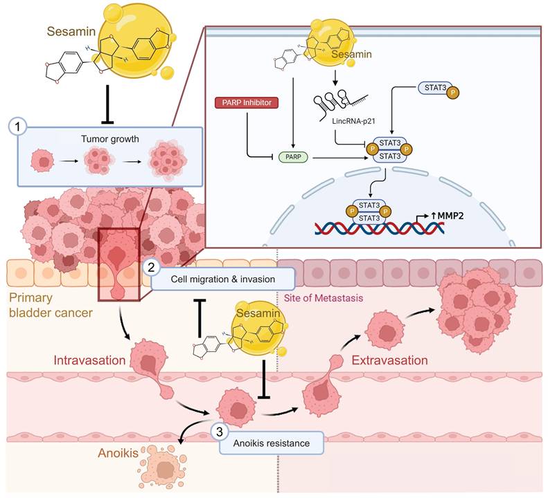 Int J Biol Sci Image