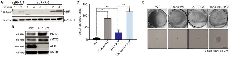 Int J Biol Sci Image