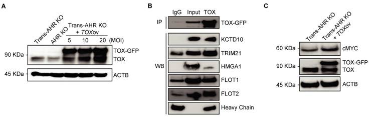 Int J Biol Sci Image