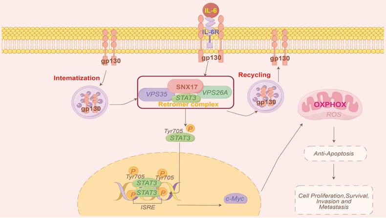 Int J Biol Sci Image