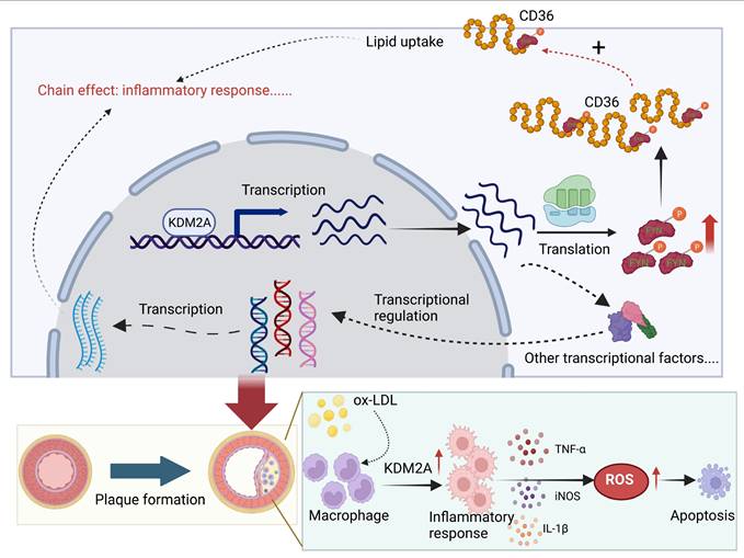 Int J Biol Sci Image