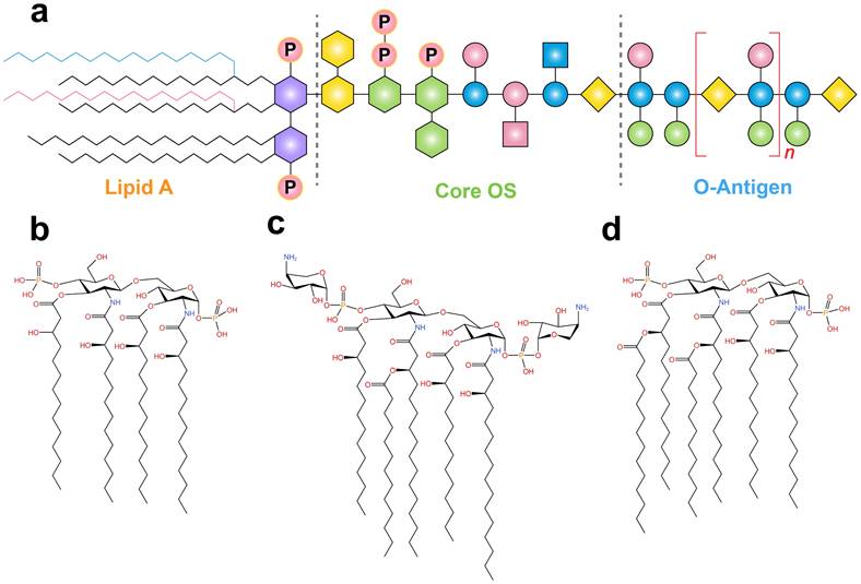 Int J Biol Sci Image