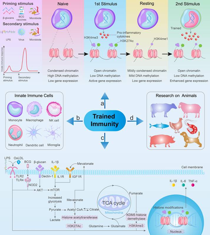 Int J Biol Sci Image