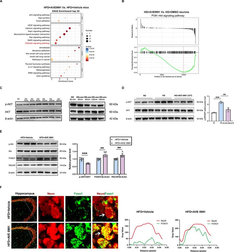 Int J Biol Sci Image