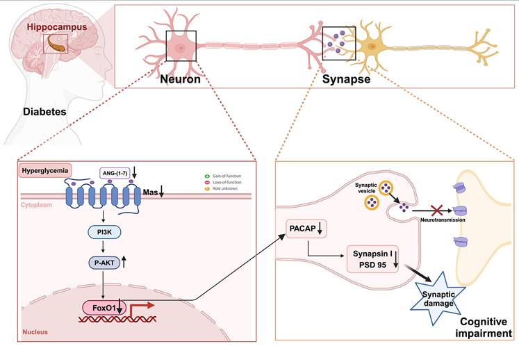 Int J Biol Sci Image