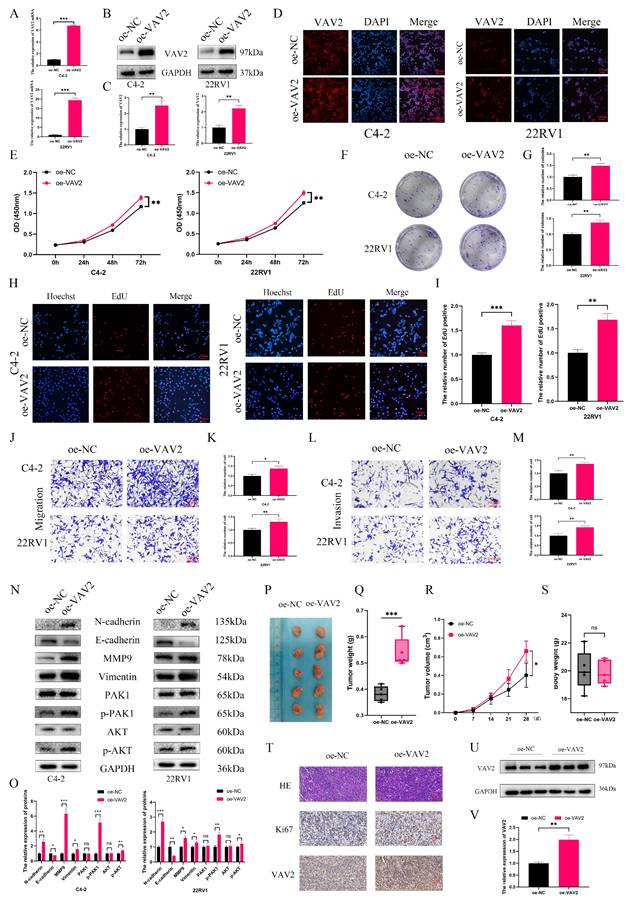 Int J Biol Sci Image