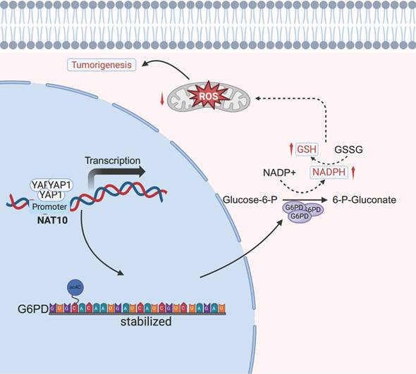 Int J Biol Sci Image