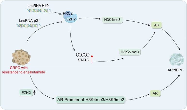 Int J Biol Sci Image